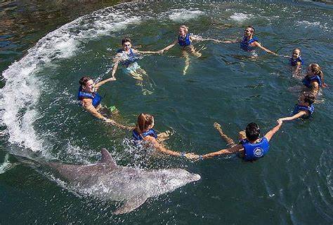 Dolphin Swim puerto morelos