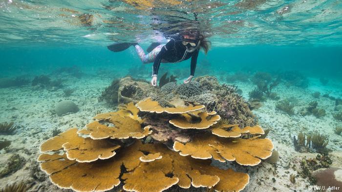 Meet the Mayan Reef tulum