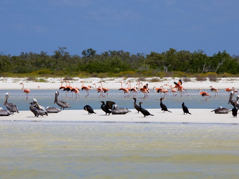 See the Isla de los Pájaros (Birds Island)