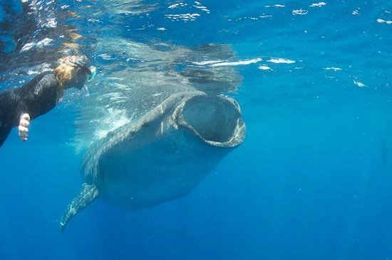 Swimming with whale sharks holbox