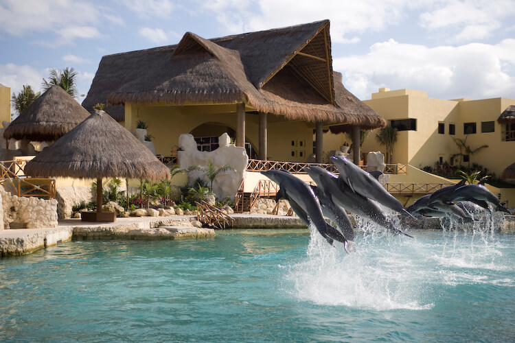 Dolphins in the Riviera Maya