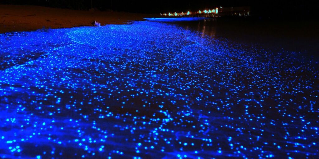 Bioluminescent Night