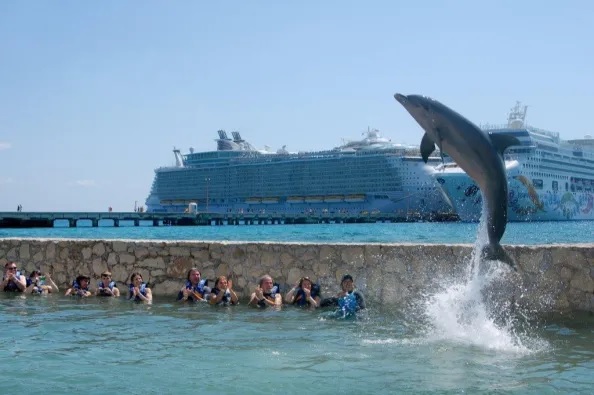 Swim with Dolphins mahahual