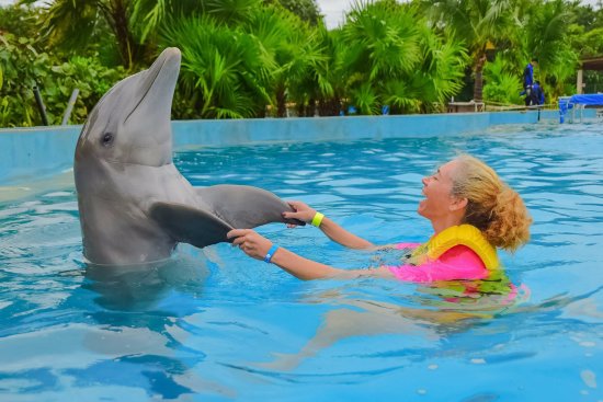 Swimming at the Dolphin Park